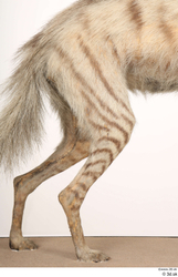 Leg Animal photo references